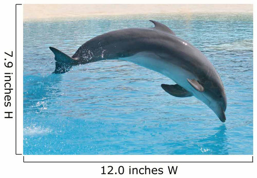 Delphin Wall Decal