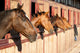 Horses Their Stable Wall Decal