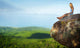 Freelancer Wall Decal