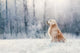 Golden Retriever Sits Frost Wall Decal