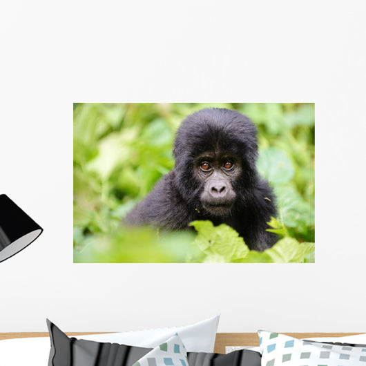Baby Gorilla Wall Decal