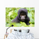 Baby Gorilla Wall Decal