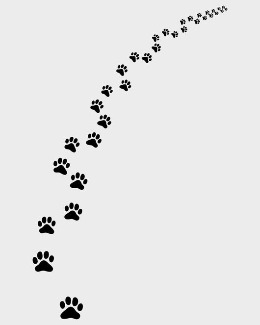 Black Trail Cat Turn