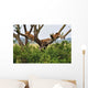 Tree Climbing Lions Wall Decal