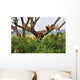 Tree Climbing Lions Wall Decal