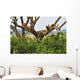 Tree Climbing Lions Wall Decal