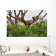 Tree Climbing Lions Wall Decal