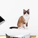 Snowshoe thai cat, sitting and looking at the camera Wall Decal
