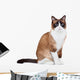 Snowshoe thai cat, sitting and looking at the camera Wall Decal