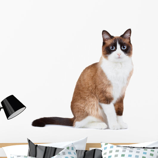 Snowshoe thai cat, sitting and looking at the camera Wall Decal