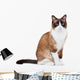 Snowshoe thai cat, sitting and looking at the camera Wall Decal