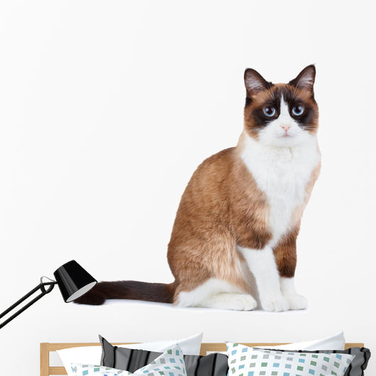 Snowshoe thai cat, sitting and looking at the camera Wall Decal