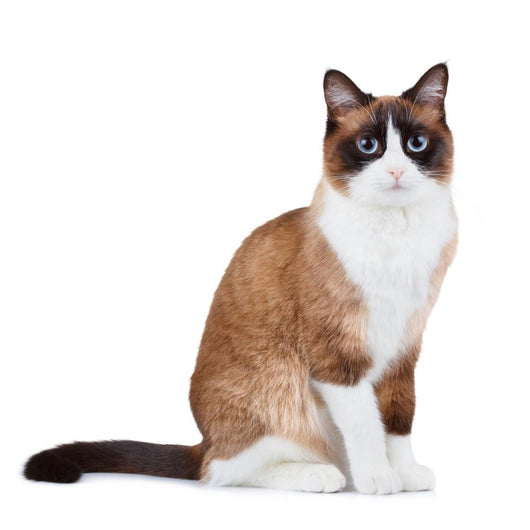 Snowshoe thai cat, sitting and looking at the camera Wall Decal