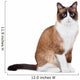 Snowshoe thai cat, sitting and looking at the camera Wall Decal