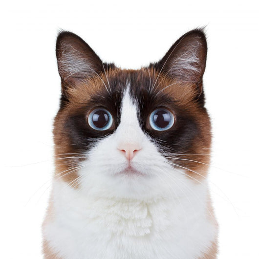 Not-So Angry Cat Wall Decal