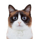 Not-So Angry Cat Wall Decal