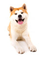 Akita Inu Wall Decal