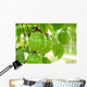 Passion Fruit for Make Wall Decal