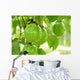Passion Fruit for Make Wall Decal