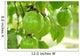Passion Fruit for Make Wall Decal