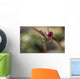 Anna's Hummingbird Wall Decal