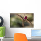 Anna's Hummingbird Wall Decal