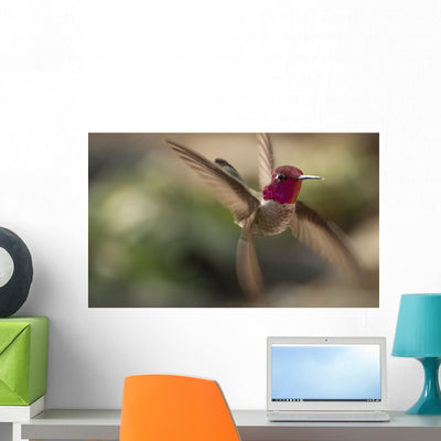 Anna's Hummingbird Wall Decal shown on a wall