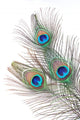 Feather Wall Decal