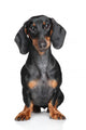 Miniature Dachshund Wall Decal