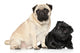 Pugs Black and Brown