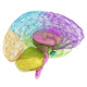 Creative concept of the human brain Wall Decal