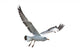 Flying Seagull Wall Decal