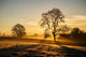Sunrise Fields Cornwall UK Wall Decal