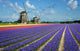 Flowers and Windmills HollWall Decal
