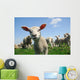 Curious Lamb Spring Wall Decal