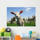 Curious Lamb Spring Wall Decal
