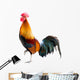 Rooster Wall Decal