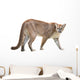 prowling puma Wall Decal