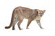 prowling puma Wall Decal