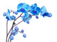 blue orchid flowers Wall Decal