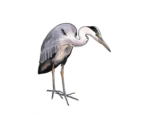 Grey heron Wall Decal