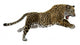 Wild Jaguar Wall Decal