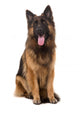 Sitting German Shepherd Dog Wall Decal