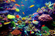 Singapore aquarium Wall Decal