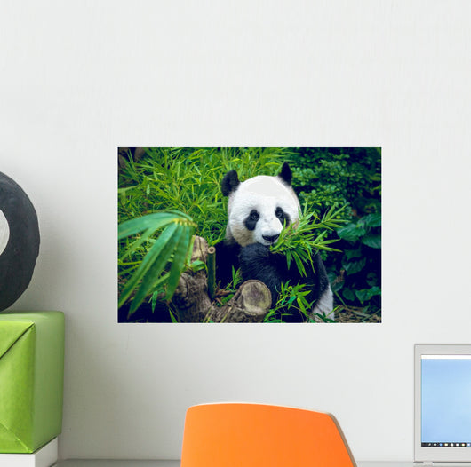 Hungry giant panda Wall Decal