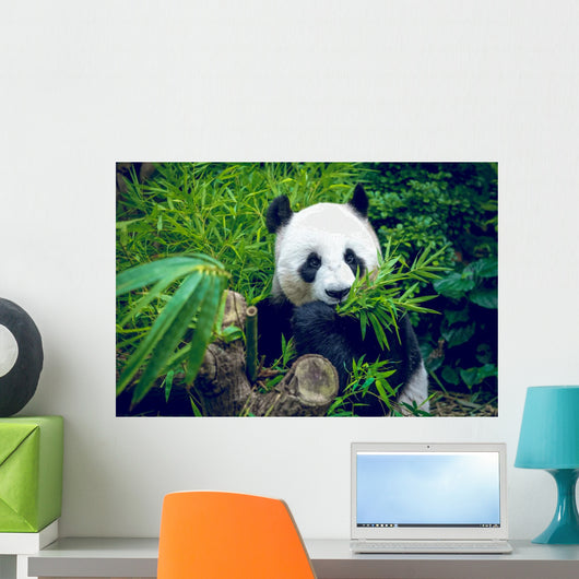 Hungry giant panda Wall Decal