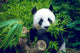 Hungry giant panda Wall Decal
