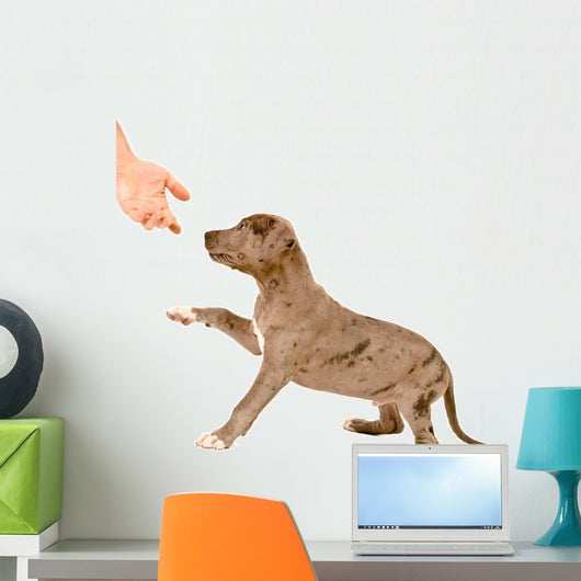 Puppy of pitbull gives a paw Wall Decal