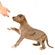 Puppy of pitbull gives a paw Wall Decal
