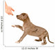 Puppy of pitbull gives a paw Wall Decal